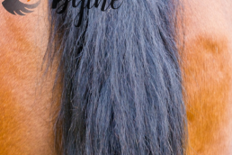 High Quality Long Black Horsetail Hair 4-30' Horse Tail Hair for broom